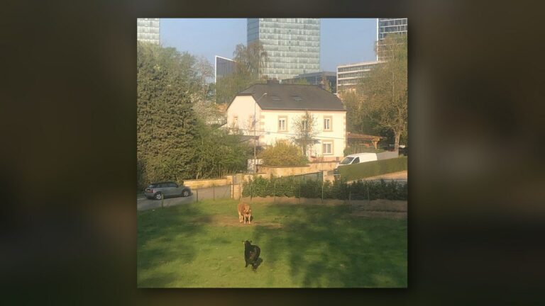 Bankers remote, cows still there