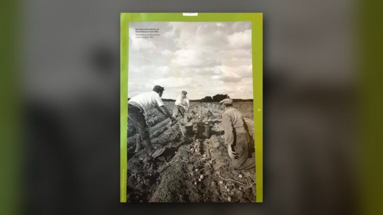 Bankers collecting potatoes in Kirchberg