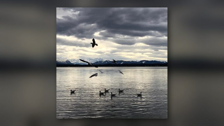 Les mouettes du lac de Starnberg
