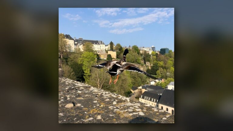 Envol au-dessus du Grund