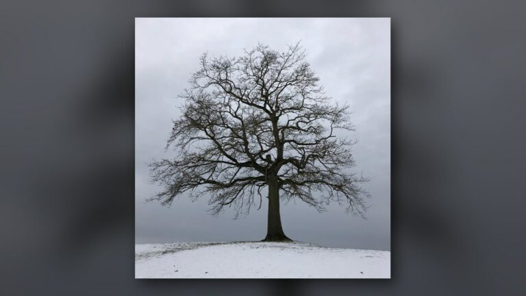 L'arbre sur la butte
