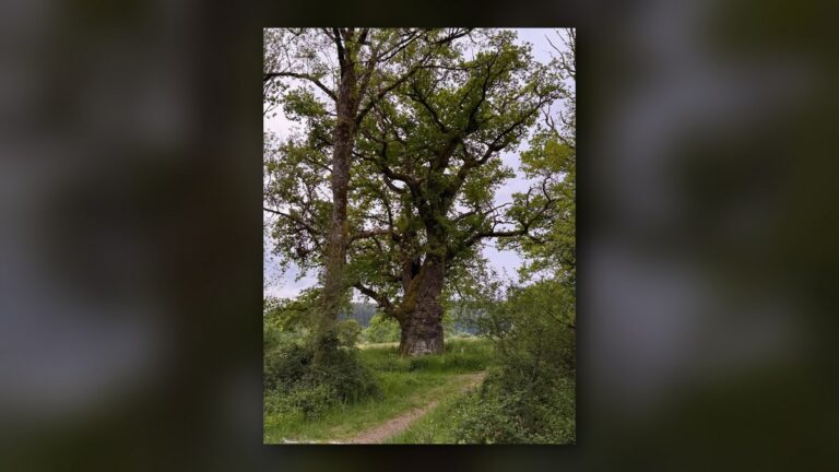 Le vieux chêne