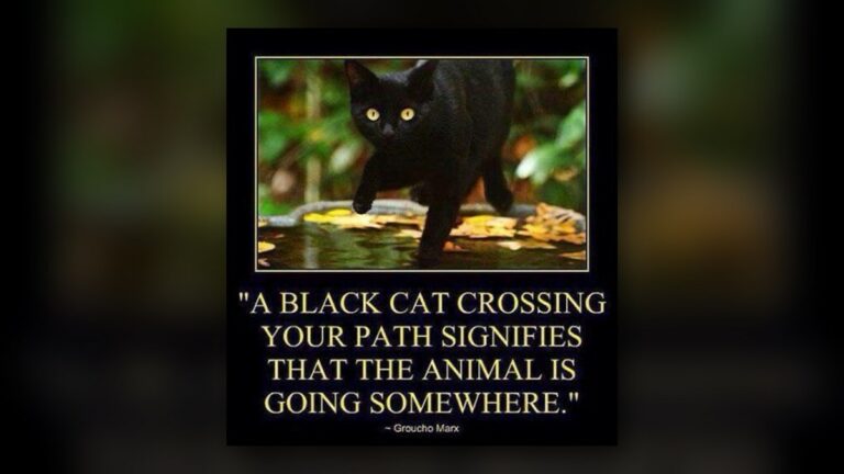 Le chat noir