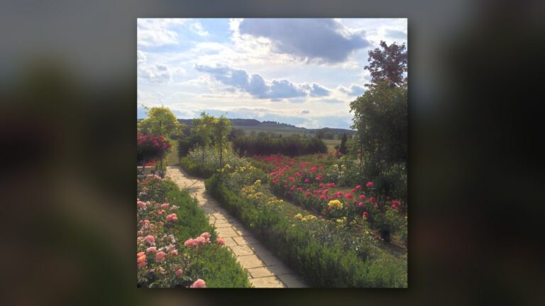 Jardin de roses (Champagne)