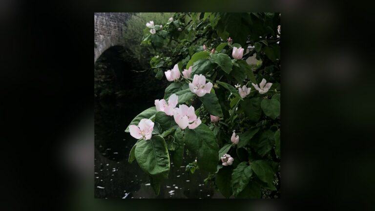Fleurs de cognassier
