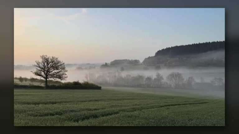 Le chêne dans la brume