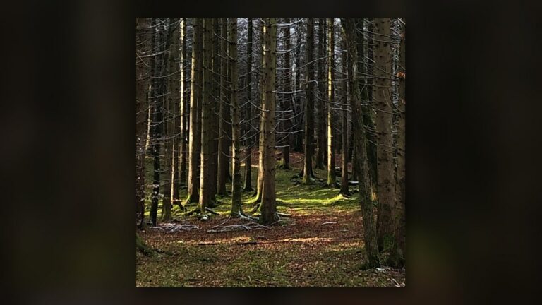 Sous-bois