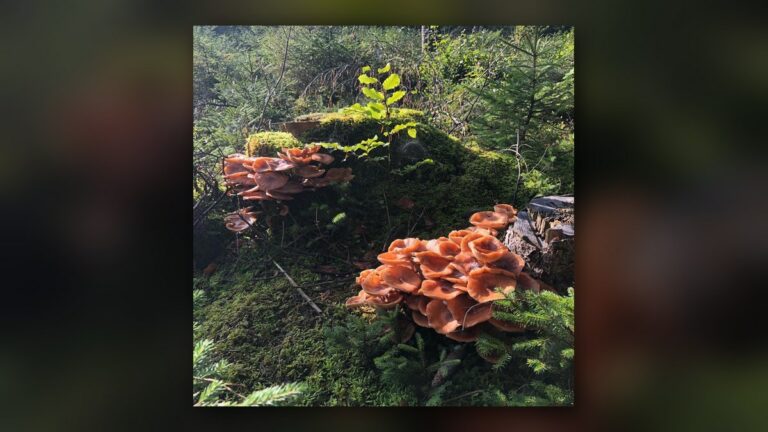 Champignons d'automne