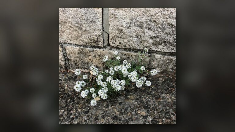 Fleurs au pied du mur