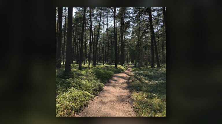 Le sentier dans les pins