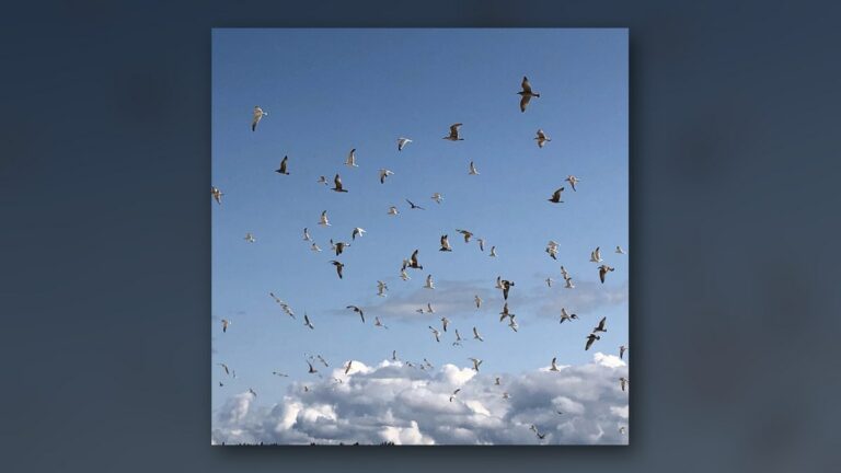 Les mouettes